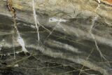 Polished Linella Avis Stromatolite Section - Million Years #180044-1